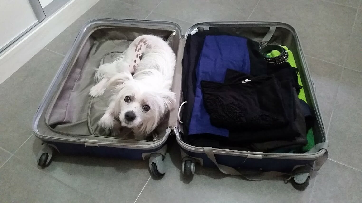 Viajar con tu mascota