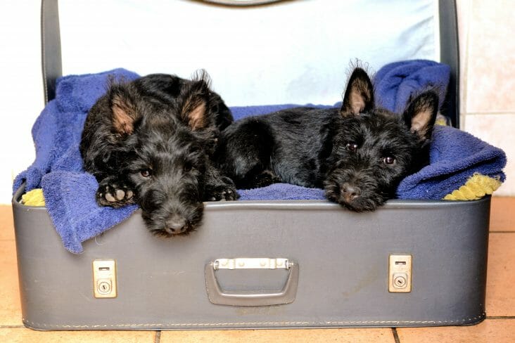 perros en maleta